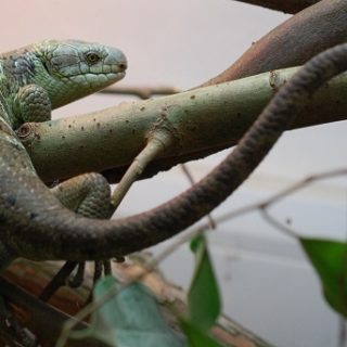 Prehensile-tailed Skink Facts and Pictures