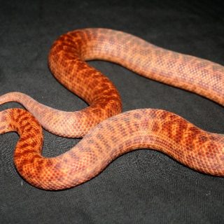 Pygmy Python Facts and Pictures