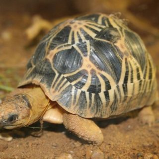 Radiated Tortoise Facts and Pictures