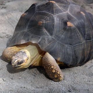 Radiated Tortoise Facts and Pictures