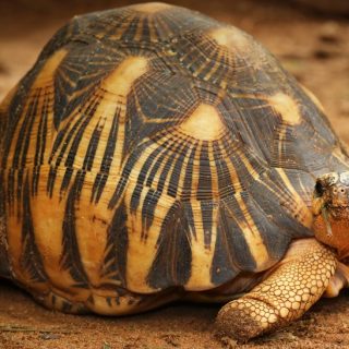 Sulcata Tortoise Facts and Pictures | Reptile Fact