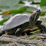 Spiny Softshell Turtle Facts and Pictures