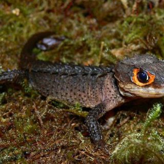 Red Eyed Crocodile Skink Facts and Pictures