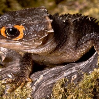 Red Eyed Crocodile Skink Facts and Pictures