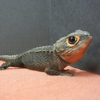 Red Eyed Crocodile Skink Facts and Pictures