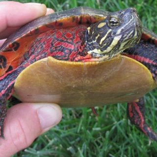 Painted Turtle Facts and Pictures