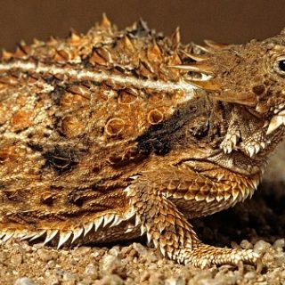 Regal Horned Lizard Facts and Pictures