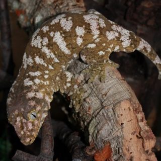 Leachie Gecko Facts and Pictures