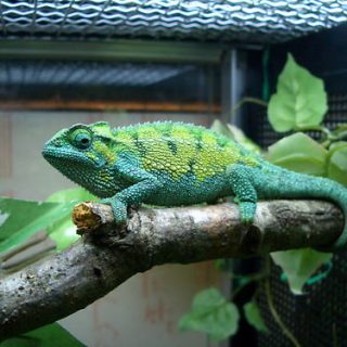 Rudis Chameleon Facts and Pictures