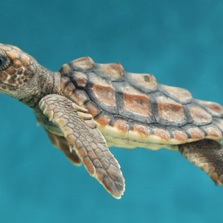 Loggerhead Turtle Facts and Pictures