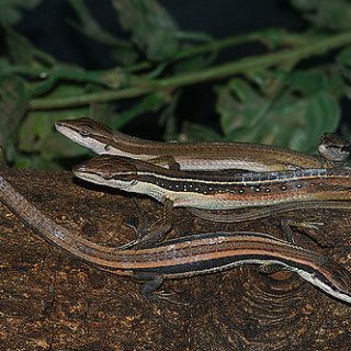 Long Tailed Lizard Facts and Pictures