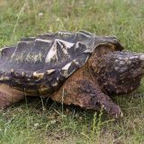 Alligator Snapping Turtle Facts and Pictures