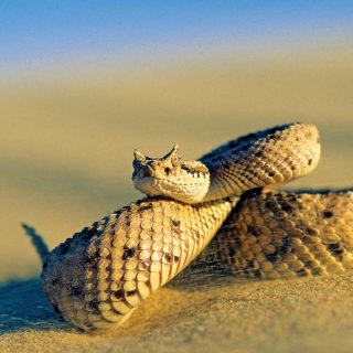 Sonoran Sidewinder Facts and Pictures