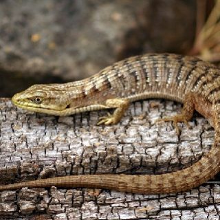 Southern Alligator Lizard Facts and Pictures