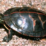 Southern Painted Turtle Facts and Pictures