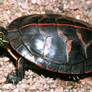 Rio Grande Cooter Facts and Pictures