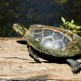 Southern Painted Turtle Facts and Pictures