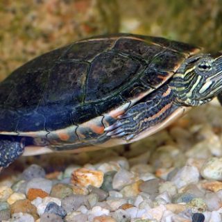 Southern Painted Turtle Facts and Pictures