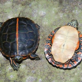 Southern Painted Turtle Facts and Pictures