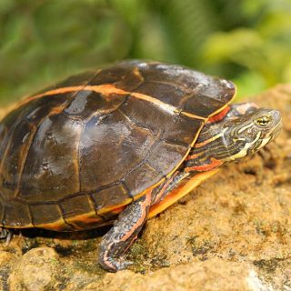 Southern Painted Turtle Facts and Pictures