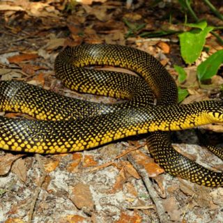 Speckled Kingsnake Facts and Pictures