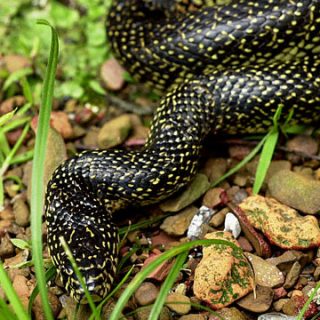 Speckled Kingsnake Facts and Pictures