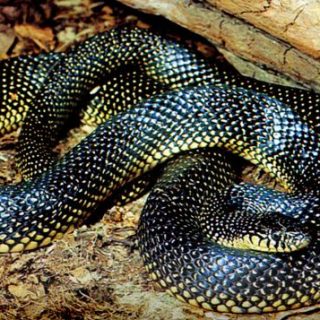 Speckled Kingsnake Facts and Pictures