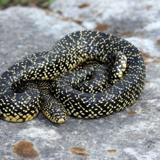 Speckled Kingsnake Facts and Pictures