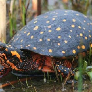 Spotted Turtle Facts and Pictures