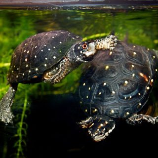 Spotted Turtle Facts and Pictures