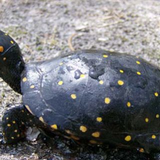 Spotted Turtle Facts and Pictures