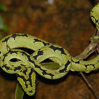 Sri Lankan Pit Viper Facts and Pictures