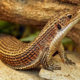 Pilbara Stripe-tailed Monitor Facts and Pictures
