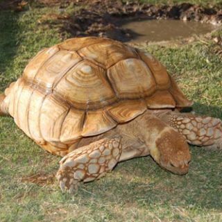 Sulcata Tortoise Facts and Pictures