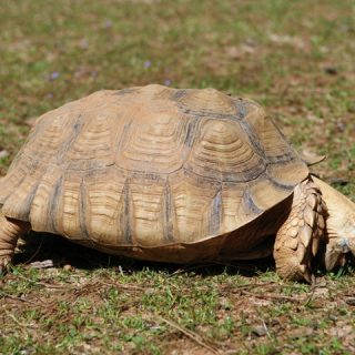 Sulcata Tortoise Facts and Pictures