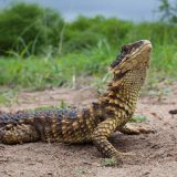 Sungazer Lizard Facts and Pictures