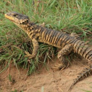 Sungazer Lizard Facts And Pictures