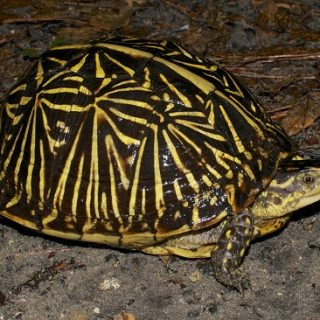 Florida Box Turtle Facts and Pictures