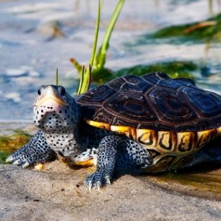 Diamondback Terrapin Facts and Pictures