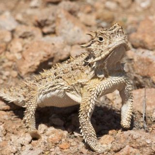 Texas Horned Lizard Facts and Pictures