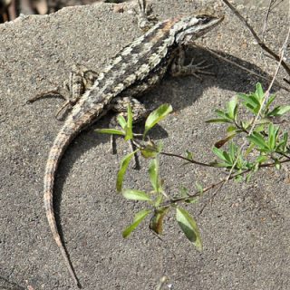 Texas Spiny Lizard Facts and Pictures