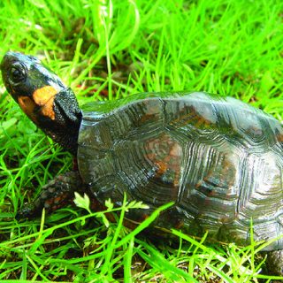 Bog Turtle Facts and Pictures