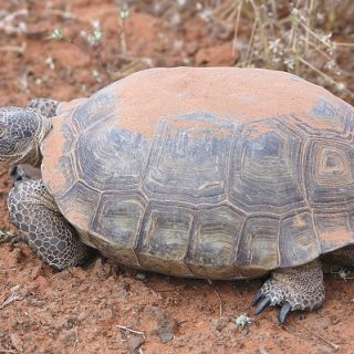 Desert Tortoise Facts and Pictures