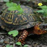 Eastern Box Turtle Facts and Pictures