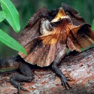 Frilled Lizard Facts and Pictures