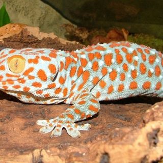 Tokay Gecko Facts and Pictures