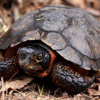 Wood Turtle Facts and Pictures