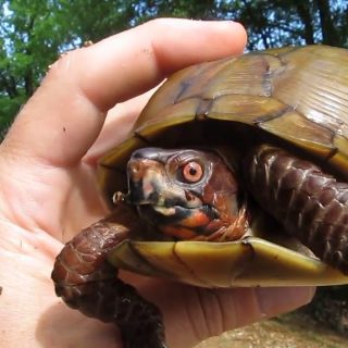 Three-toed Box Turtle Facts and Pictures