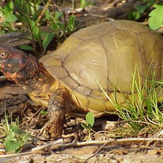 Three-toed Box Turtle Facts and Pictures