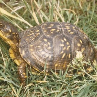 Three-toed Box Turtle Facts and Pictures